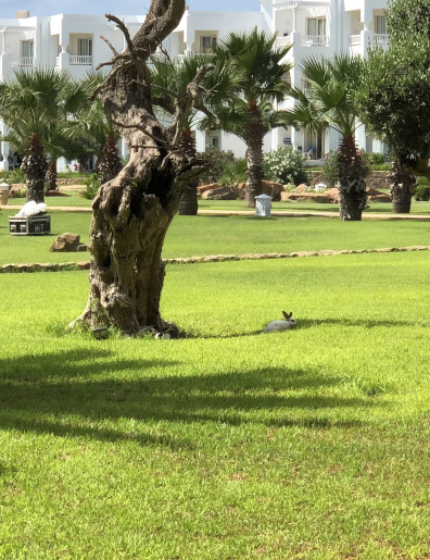 Giardino mediterraneo